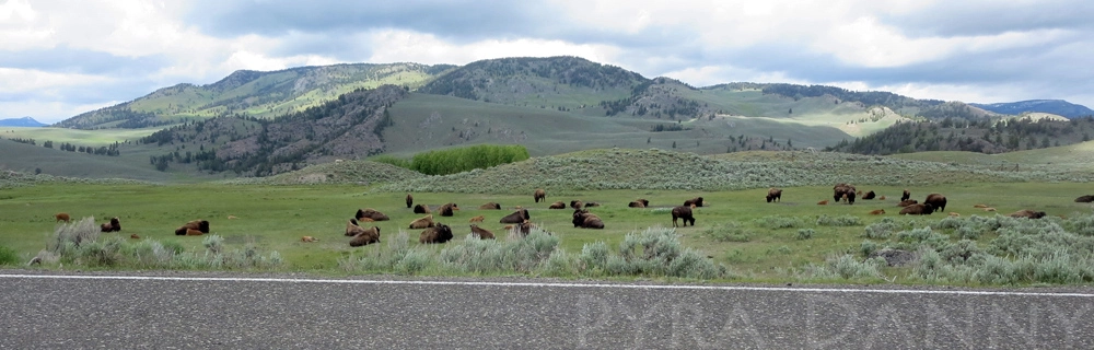 Bison relaxing in Lamar Valley