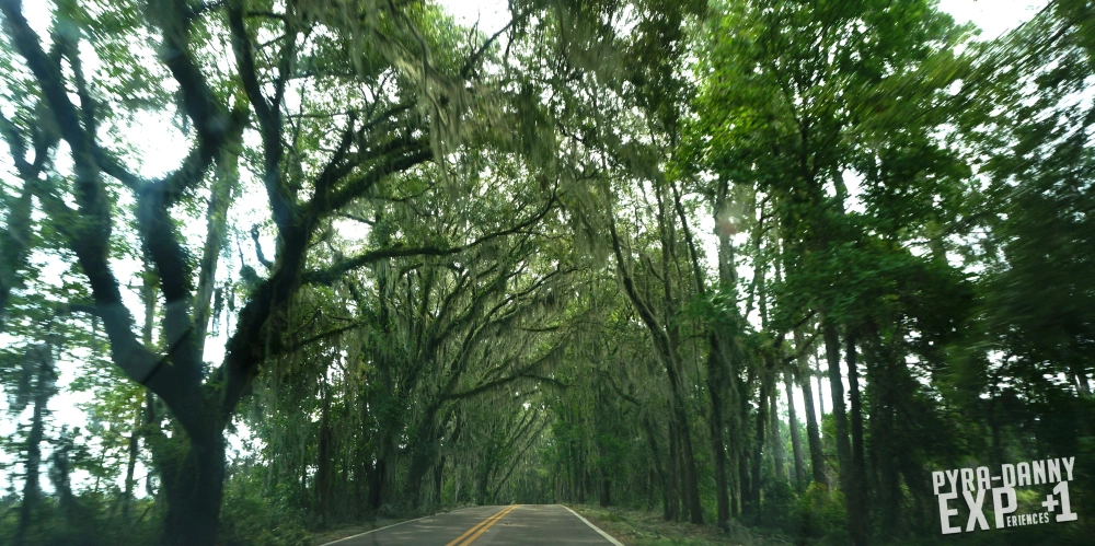 Canopy drives north [Welcome to Tallahassee | PyraDannyExperiences.com]