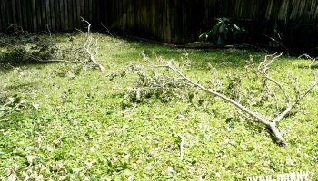Big branches on the lawn [Keeping Sane After a Hurricane | PyraDannyExperiences.com]