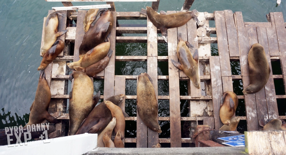 Sea lions relaxing [Exploring Santa Cruz | PyraDannyExperiences.com]