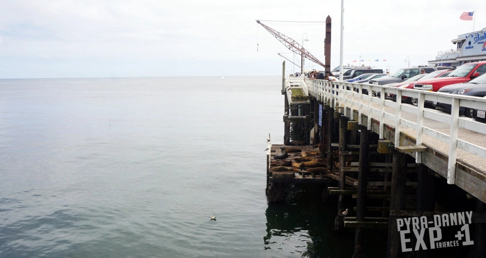 Sea lions near the boardwalk [Exploring Santa Cruz | PyraDannyExperiences.com]