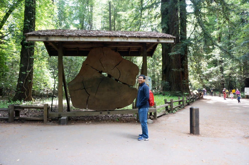 Redwood trunk [Exploring Santa Cruz | PyraDannyExperiences.com]