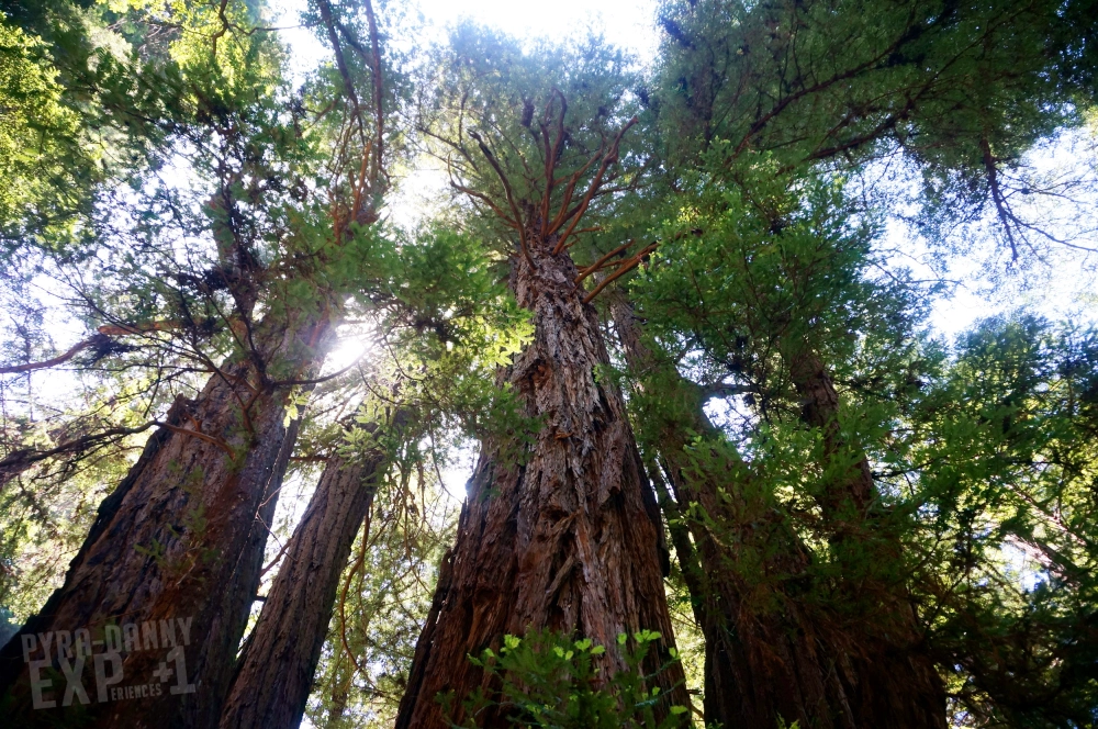 Tall redwood trees at the Henry Cowell Park [Exploring Santa Cruz | PyraDannyExperiences.com]